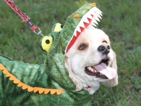 Howl-O-Ween Dog Costume Pawrade & Pet Expo