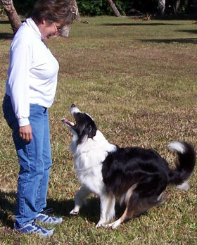 Pet Parade BLOG: Trick to training – what motivates your pet?