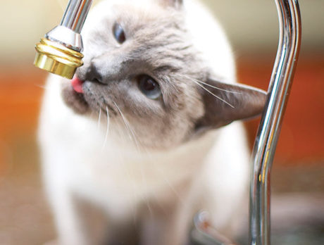 Close The Lid On Cat Litter Odors
