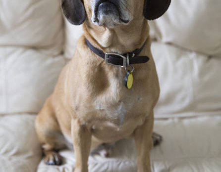 BONZ: Bonzo meets Pugsley, the well-traveled Puggle