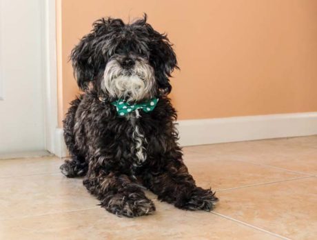 BONZ: Bonzo has Lhasa fun with bow-tied Jaywok