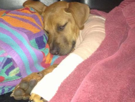 HALO helps a puppy get a second chance