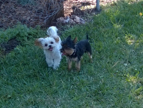 BONZ: Wild Willie is worried about an impending separation