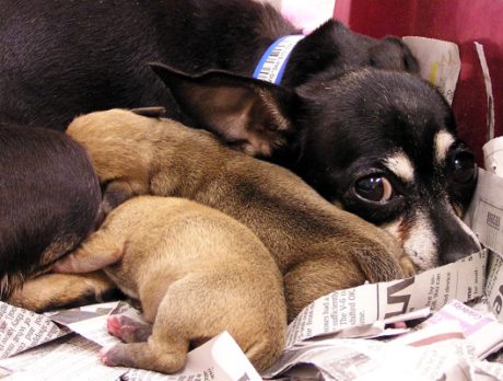 Humane Society seeking help to care for 76 dogs surrendered Monday