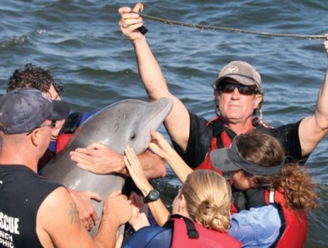 Dolphin rescue in Sebastian Inlet