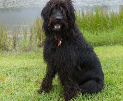 BONZ: Bonzo says Salty’s one pepper pot of a pupster