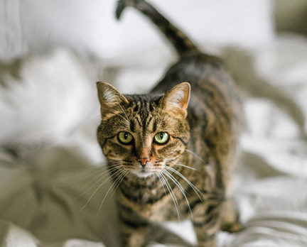 Health Help for Your Feline Friend