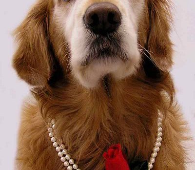 Humane Society gearing up for “Shop for a Cause” at Macy’s