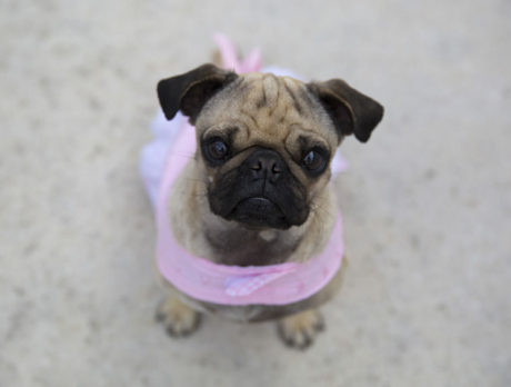 BONZ: Pug who hates to swim learns to dog paddle