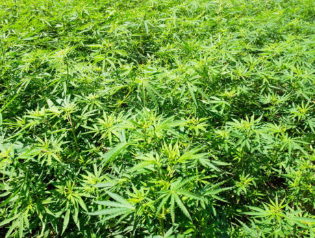 UPDATE: Commission to scrap rules for medical marijuana