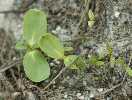 Bio fuel crop starting to sprout at Fellsmere test site