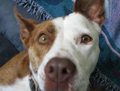 BONZ: Betty the blogger joins local bipeds on the internet