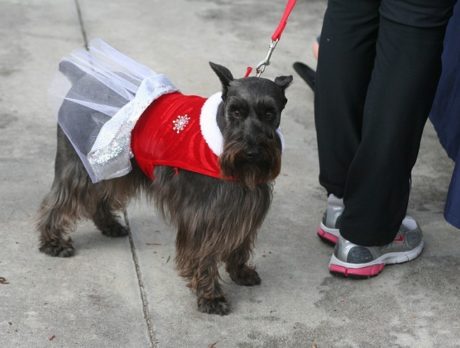Walk in a Pack for Animals