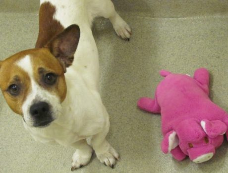 Pups want toys
