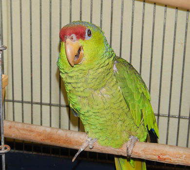Meet BJ – Human Society’s Pet of the Week