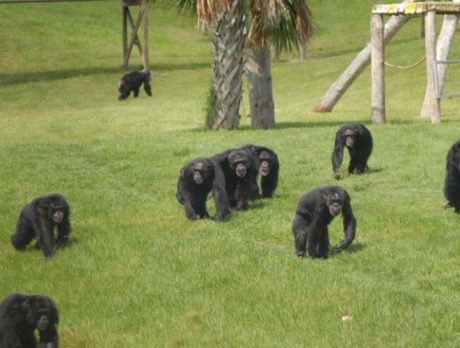Public invited to become members at Save the Chimps