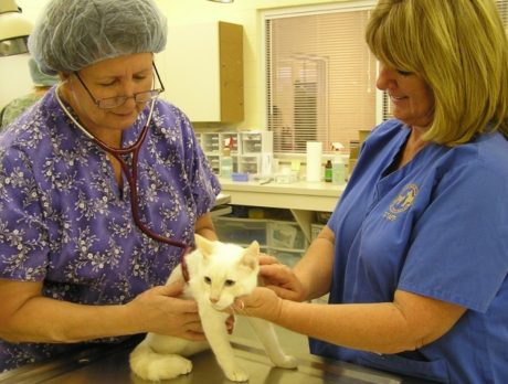 Animal Wellness Clinic