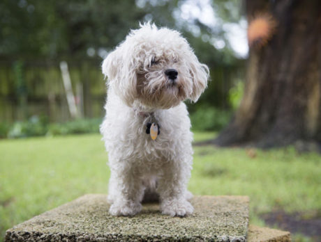 BONZ: A very friendly pooch nibbles on Bonzo’s notebook
