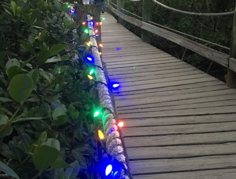 ’Tis time for ELC’s ‘Winter Green Night Lights’!