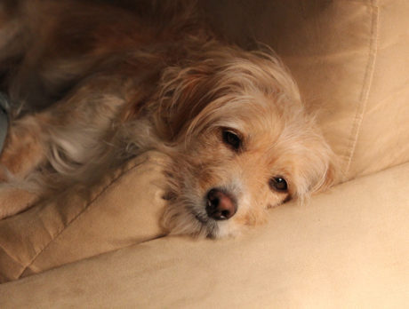 Bonz meets Tucker, who writes pawsome dog ‘tails’