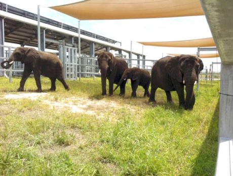 First elephants move into Fellsmere’s elephant facility