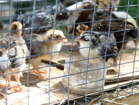 Fellsmere farmers market hopes for Sept. 28 start at Old School