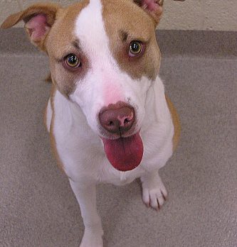 ALL PETS: Meet Your Match at the animal shelter