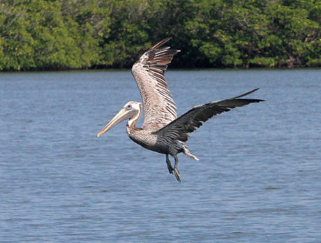 Commissioners send message, conditions to lagoon program