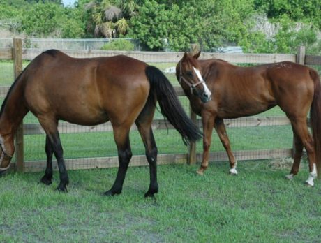 ASPCA awards equine grant to Humane Society