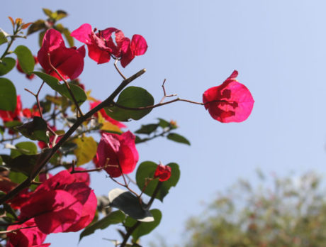 CAMERA: Appreciate the beauty of nature in whatever you do