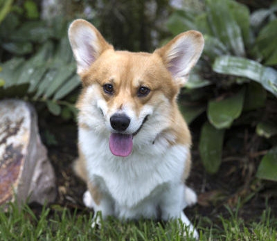 BONZ: Bonzo learns ins and outs of the dog-show biz