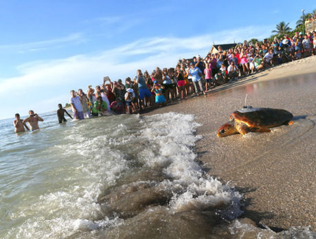 4 local loggerheads join Tour de Turtles migration marathon