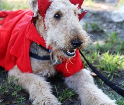 Howl-O-Ween Dog Costume Pawrade & Pet Expo