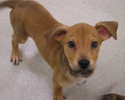 Thirteen puppies hoping for good luck at Humane Society