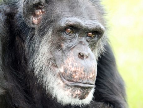 Save the Chimps