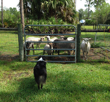 BONZO: Miniature Australian Shepherd loves herding sheep