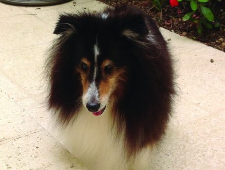 BONZ: Ahna is a senior sheltie who keeps moving with physical therapy