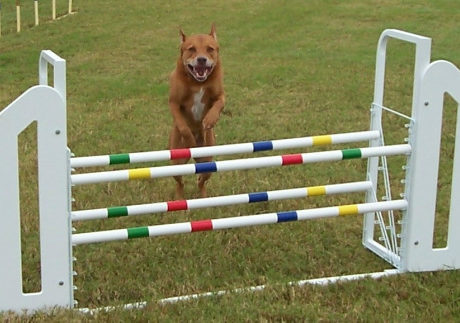 PETS PARADE: Agility season is here!