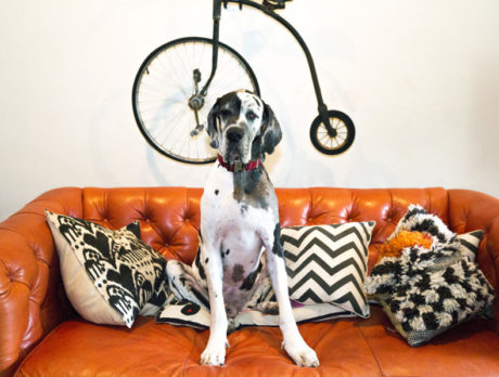 BONZ: A Great Dane who won a costume contest