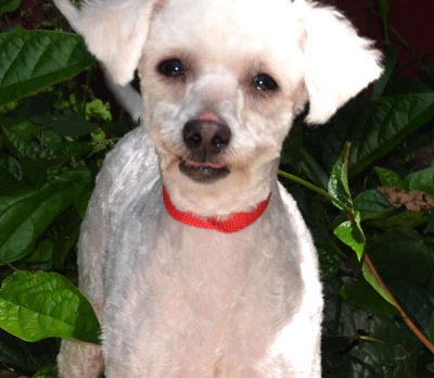 Meet Daisy – H.A.L.O. Rescue’s Pet of the Week