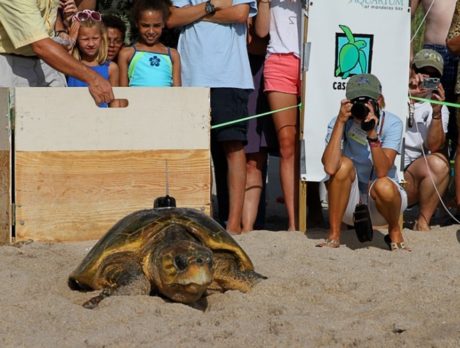 Tour de Turtles event