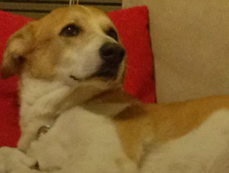 BONZ: Bonzo meets an international dog of mystery