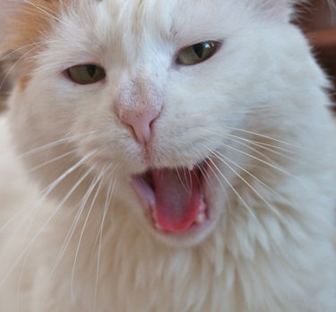 BONZO: Bonzo displays his tolerant side, interviews cat