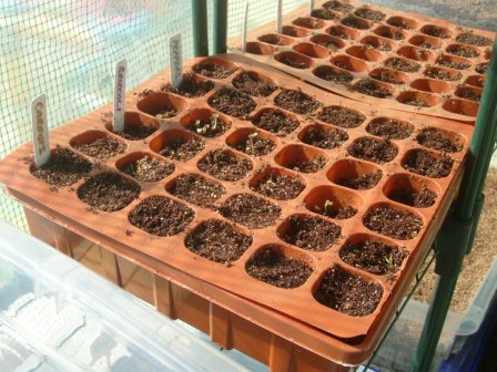 NOTHING NEW: Digging this gardening thing