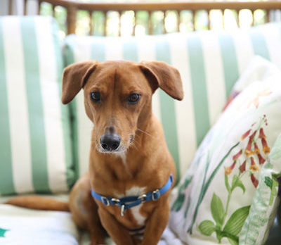 BONZ: Florida Varmint Hound has a sense of humor