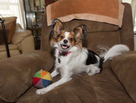 BONZ: Bonzo says Daisy the Papillon is tout sweet!