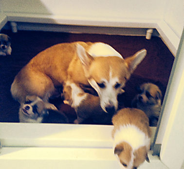 BONZ: Pembroke Welsh Corgis learn all about their ‘real’ estate