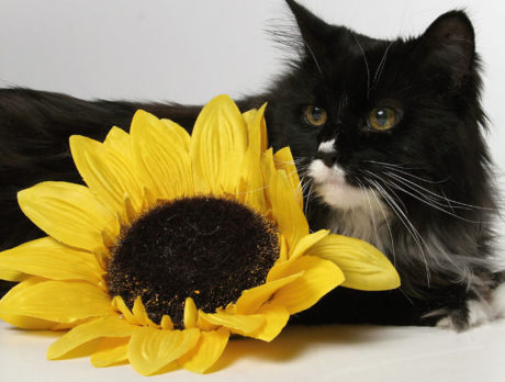 BONZ: Bootsie the cat overcomes shyness, and more
