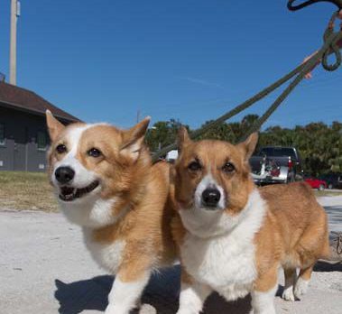 Back by pup-ular demand: Bark N Brew wows ’em!
