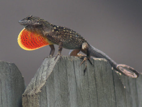 HAVE CAMERA: Adventures in your backyard